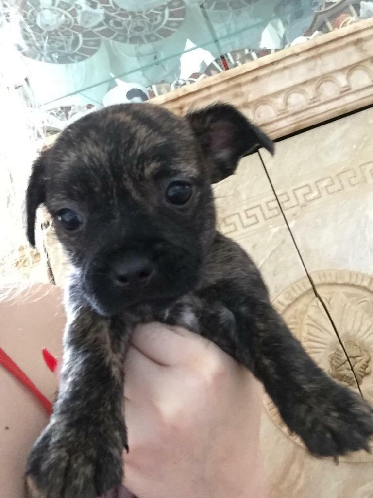 staffy x yorkshire terrier